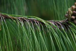 Image: Trevor James © Trevor James 